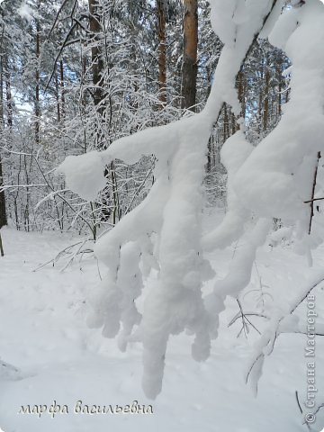 Прогулка в зимний лес. (фото 26)