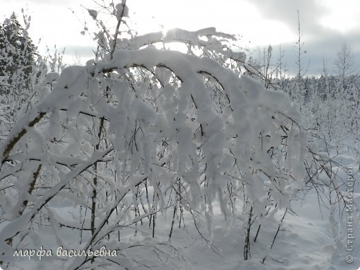 Прогулка в зимний лес. (фото 27)