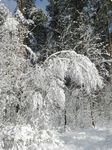 Прогулка в зимний лес. (фото 28)