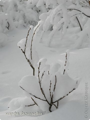 Прогулка в зимний лес. (фото 29)