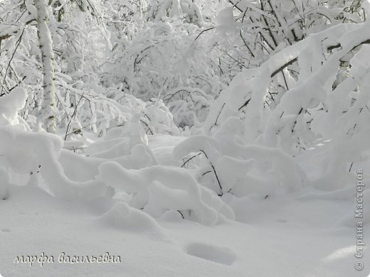 Прогулка в зимний лес. (фото 30)