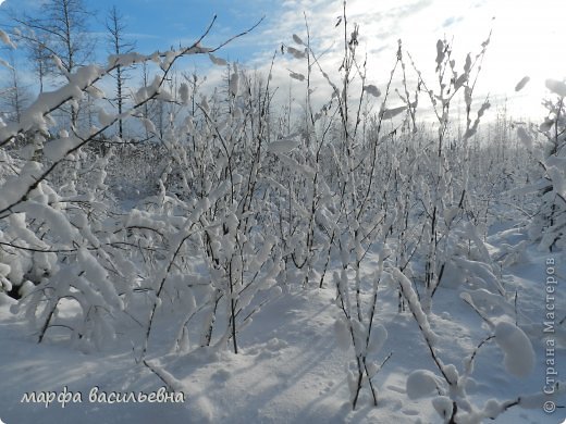 Прогулка в зимний лес. (фото 31)