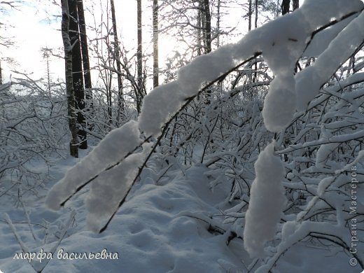 Прогулка в зимний лес. (фото 32)