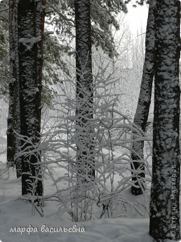 Прогулка в зимний лес. (фото 33)