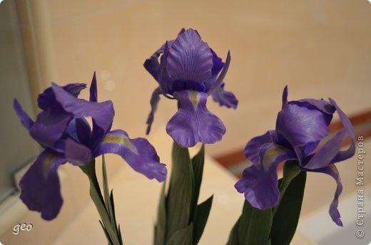 Iris  kisss kisss (фото 4)