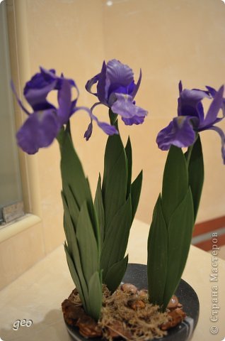 Iris  kisss kisss (фото 2)