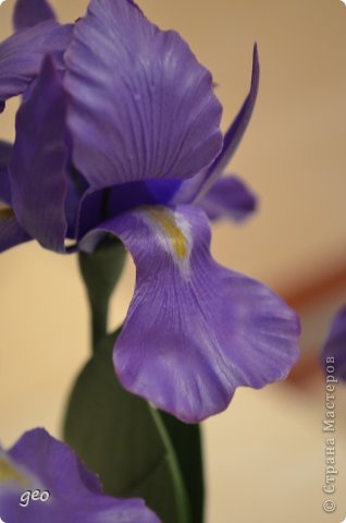 Iris  kisss kisss (фото 7)