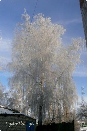 Эту берёзу мы сфотографировали в январе. Внимательно смотрели на её веточки, любовались красотой. Ведь зима порой так нарядит деревья и кустарники, что глаз не отвести! (фото 10)