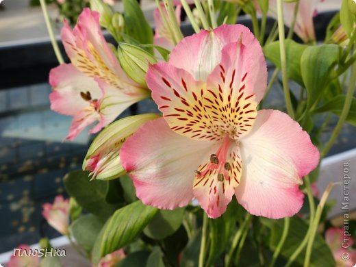 Альстрёмерия (лат. Alstroemeria) — род южноамериканских корневищных и клубневых красивоцветущих травянистых растений из семейства Альстрёмериевые. Число видов — около пятидесяти.
Альстрёмерии выращивают во всём мире (в том числе в оранжереях) как красивоцветущие декоративные растения — в первую очередь на срезку, иногда как садовые растения.

Альстрёмерии известны также под названиями «перуанские лилии» и «лилии инков».

В русскоязычной литературе иногда встречаются также другие варианты написания названия рода — «алстромерия» и «альстромерия».

 (фото 18)