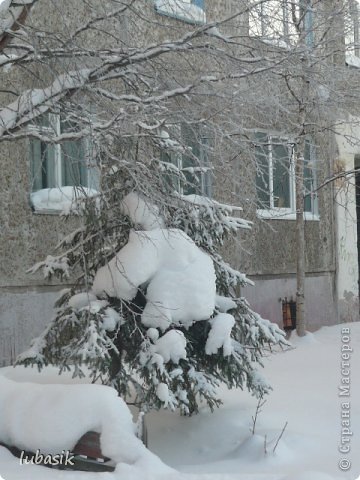 У самого дома притулилась ёлочка. А на неё белый мишка залез, наверно, Умка. Правда, похож? (фото 19)