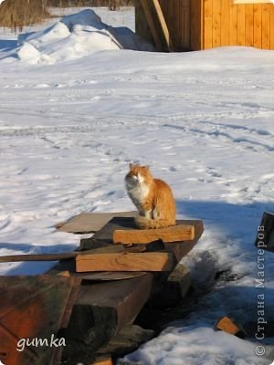 Алтай, база. Это рыжий и одноглазый, самый бесстрашный кот, которого я когда либо знала, но такой ласковый и пушистый. Говорят, однажды подобрали подстреленного коршуна, так кот напал на него, потеряв тем самым свой глаз.   (фото 5)