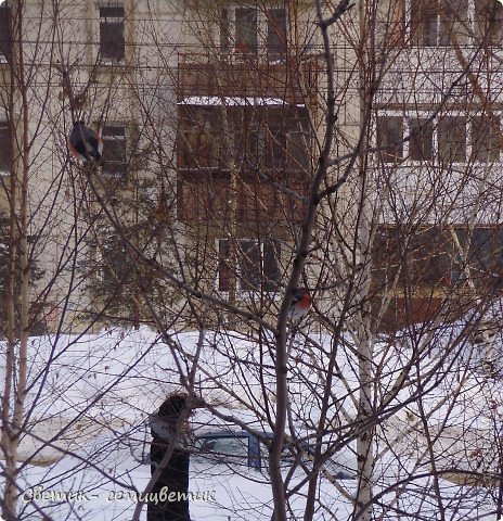 И маленькая фотозарисовка для вас - "Снегирь в марте". (фото 4)