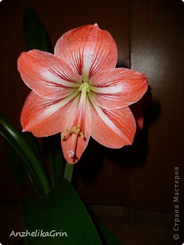 А это расцвел мой HIPPEASTRUM! (фото 6)