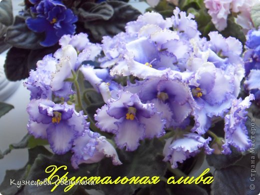 Фиалочки. (фото 18)
