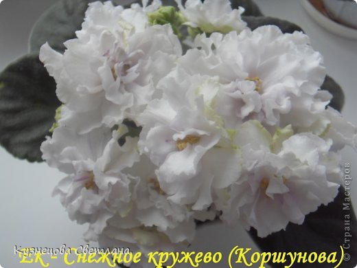 Фиалочки. (фото 15)