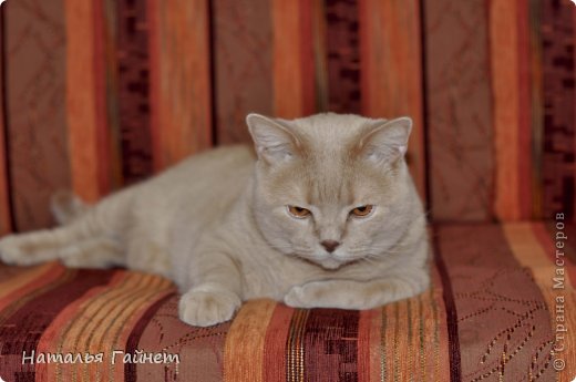 А это наш любимчик - Персей, которого не смотря на всю его строгость, безумно обожают мои дочки. (фото 9)