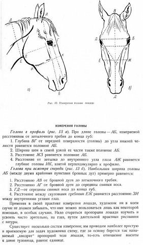 И еще, пропорции головы лошади в анфас и в профиль. (фото 8)