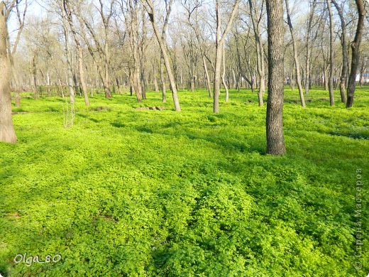 Цвет зелени самый настоящий! Никакой обработки в фотошопе, никаких искажений цветопередачи в фотоаппарате (фото 12)