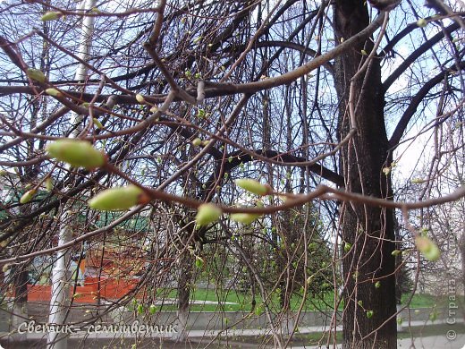 А это - пробуждение природы как возрождение жизни! Помните!!!  (фото 13)