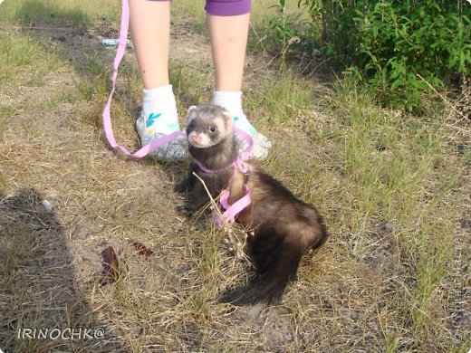 В первый раз пытались надевать шлейку, но выскальзывает из неё очень быстро. Гуляем теперь свободно (фото 7)