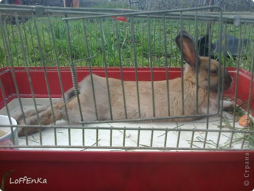 Без Крошечки нельзя никак.Любимая поза!Живёт на даче,2 раза в неделю её навещаем.Соседи подкармливают,иногда она живёт у них.Обожает клубнику(листья) и одуванчики) (фото 3)