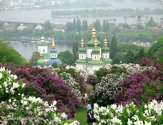 Когда цветет сирень... (фото 5)