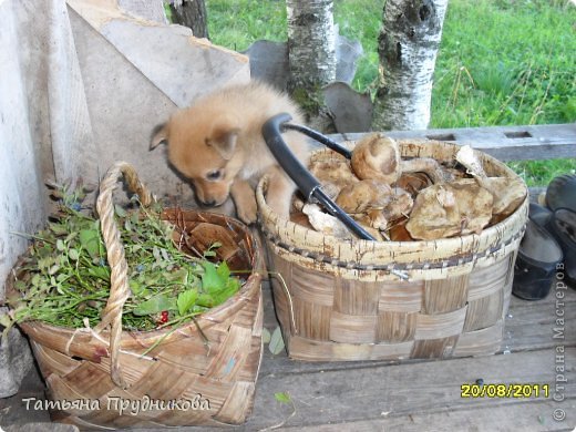 И привыкать к запаху леса...  (фото 3)