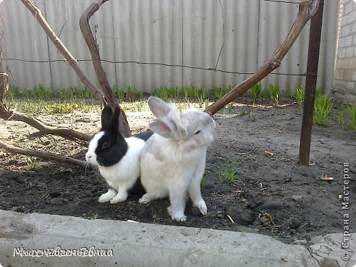 Привет, Страна! Выкладываю голосование по конкурсу "Мой пушистик+весна". ПРАВИЛА ГОЛОСОВАНИЯ
1-Голосуем в комментариях
2-Можно проголосовать 3 раза(отдать 3 голоса) 3 РАЗНЫМ людям.Например: 1 голос я хочу отдать тому-то, 2 голос тому-то, а 3 тому-то.
3-За себя голосовать НЕЛЬЗЯ!!!
Модераторы, не снимайте ПОЖАЛУЙСТА запись с публикации, все ссылки дам через 5 минут после того, как опубликую голосование!!
Итак, №1-Анастасия Волна https://podjem-tal.ru/node/571306 (фото 1)