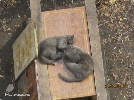 Вот такие милые два зверя миловались на крыше домика под теплым ласковым солнышком ))))))))))
Ах, что ты ко мне лезешь, зараза??? Вот тебя за ухо, вот тебе... (фото 12)