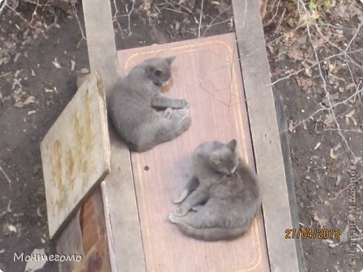 Ну и что, что приперся? Я тебя не вижу, и вообще даже не смотрю на тебя! У меня тут шубка, мех, так что лежи тихо и помалкивай! (фото 14)