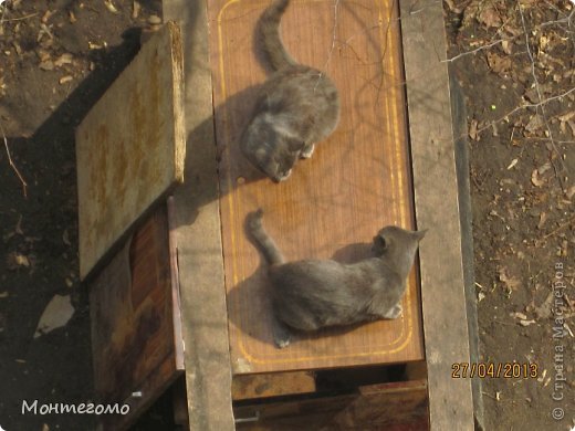 Вот вроде убегала, изворачивалась, отталкивала ))))))))) а все туда же - обратно хвостом вилять ))))))) вот женщины ))))))))) (фото 33)