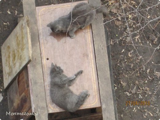 Если еще не надоело - я ведь доооолго фоткала, мне было так интересно за ними наблюдать )))))))))) (фото 48)