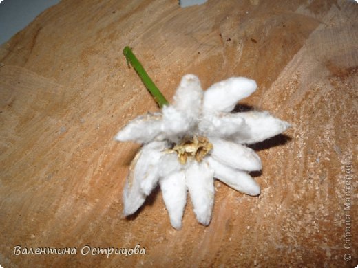       И   вот он  -  мой   эдельвейс  -   смотрела  его  фотки  в  инете  и  старалась  приблизиться  к  ним  , как могла.                      Цветок  эдельвейса --  образ  труднодоступности  и  удачи,  в  нем  воплотилась  вся  романтика  горных восхождений.  Эдельвейсы- сказка  альпинистов и  подруг  их  вечная  легенда ...   А  одна  из  легенд гласит: некая  несговорчивая  принцесса сказала , что  выйдет  замуж  за  того , кто  раздобудет  этот  редкий  цветок.  Кто-то  испугался  высоких  гор , кто-то  вернулся ни  с  чем ,  а  кто-то погиб, разбившись  на  отвесных  скалах. И  только  спустя  долгие  годы  нашелся  юноша, сорвавший  цветок . Наконец-то  сказала "да" обрадованная  принцесса , но  юноша  не  согласился, потому  как  к  этому  времени  принцесса годилась  ему  лишь  в  бабушки .  С  тех  пор многие юноши стремятся  подарить  своей  возлюбленной  цветок  эдельвейса , как знак  высокого  чувства или  по  крайней  мере -  украшение  в  форме  этого  цветка, потому  что эдельвейсы теперь охраняют  не  только  неприступные  скалы , но  его  запрещено даже  срывать во  многих странах.      Есть  время  - дочитайте  ещё  и  стих С. Красикова :     Растет  он  в  горах среди  снега, где  холод  ущелий  жесток, народ  Прометеевым цветом    зовёт  недоступный  цветок.  За  то , что  цветущее  пламя прекрасно ,  как  добрая  весть,  за  то , что  навеки  корнями  прикован  к  горам  е д е л ь в е й с  !                              (фото 30)