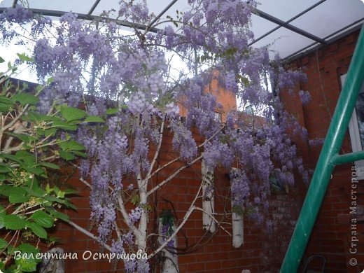    А  это  так  роскошно  цвела  этой  весной  моя  глициния  !  (фото 33)