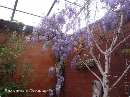       Так  хотелось  бы  передать  Вам  не  только  эти  цветы ,  но  и нежнейший  её  аромат  !  Но  а  фото  точно  дойдёт  до  тех ,  у  кого  хватило  сил  и  времени  досмотреть  мою  работу  до  конца  !   Приятного  Вам  настроения  и  нежнейших  весенних  ароматов  !!! (фото 35)