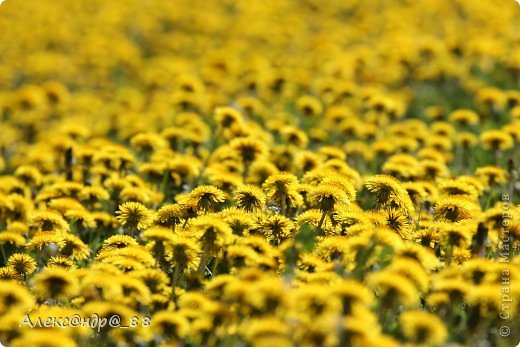 Мммммммм, люблю желтющие поляны с одуванчиками (правда джинсы остались потом такие же желтые) (фото 10)