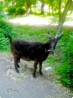 Ну, а теперь переходим к фауне.
В самом парке животные находятся в непосредственном контакте с детьми. Можно подойти и покормить козочку.
Она тут живет не одна. 
Сегодня вот такая нам встретилась. (фото 11)