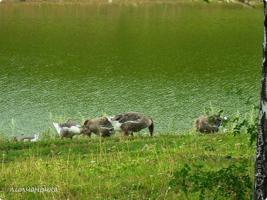 немного деревенских..дачных зарисовок.. (фото 11)