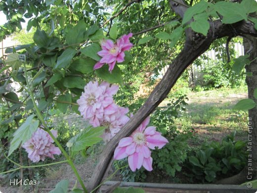 У нашей подруги зацвели клематисы. И мы хотим, чтобы этой красотой полюбовались все. (фотографии наши, цветы подруги - размещаем с ее разрешения). (фото 1)