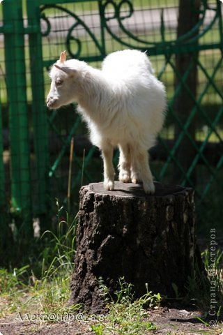 Еще козлятки есть, 2 шт ) 
Их можно кормить с рук, зайдя в клетку )
Не все решались на это... (фото 32)