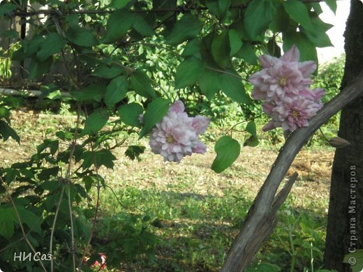 Клематисы в цвету (фото 2)