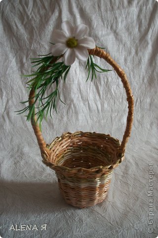 конфентница (фото 4)