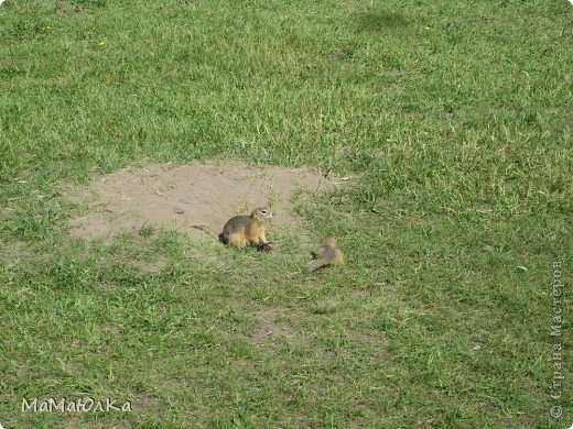 А это из одной норки вышло до 4-х сусликов. (фото 27)