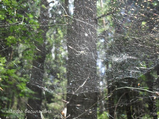 День был солнечный - это плюс для съемок.Фотки получаются яркими,выразительными. (фото 2)