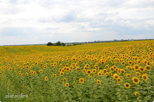 Мы живем за городом, а это фото по дороге домой из города. Начинают цвести огромные поля подсолнухов, зрелище великолепное. Полюбуйтесь! (фото 27)