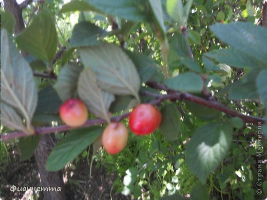  Мадам Вишня. Ягодки ещё кисленькие потому что недозрелые. (фото 4)