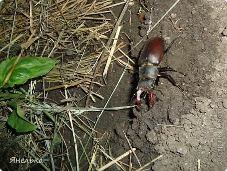 такое страшилище увидели впервые за много лет, и откуда они к нам залетели? (фото 27)