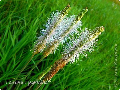 Спасибо, что заглянули) А это красоты нашей природы) Не могла не поделиться) (фото 13)