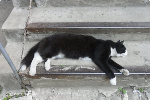 Кот Мур. Живет в другом доме.Баловень всего подъезда и ещё его прикармливает одна старушка. В общем,не бедствует. (фото 2)