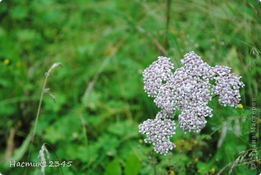 Тысячелистник... (фото 6)